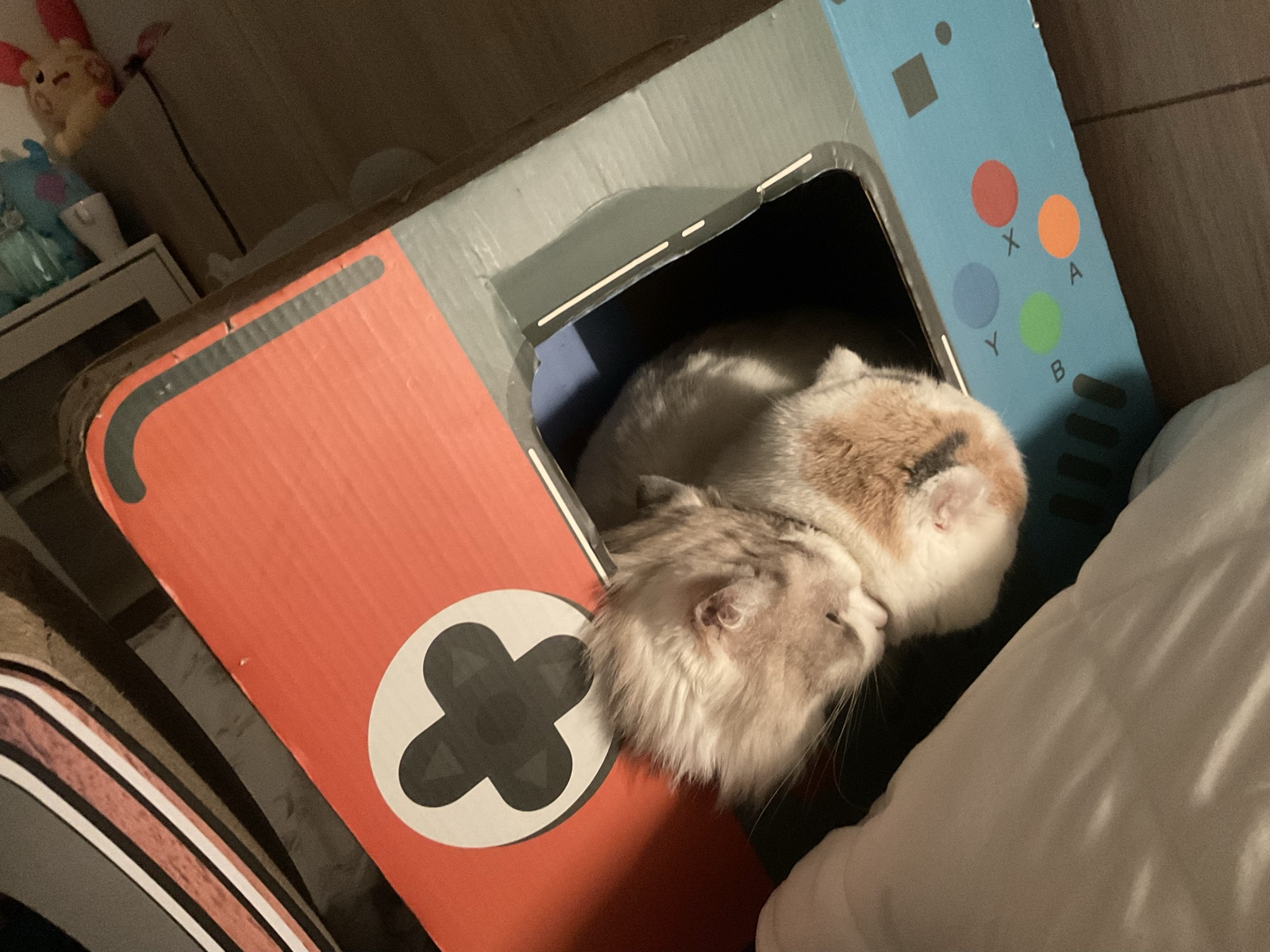 Fox 和同伴各自住在收音機和烤箱造型的紙箱屋裡
