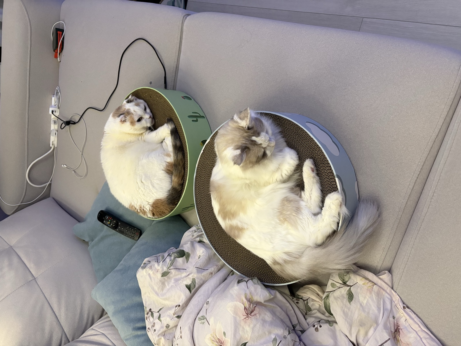 Fox 在電視造型貓抓屋裡翻肚子睡