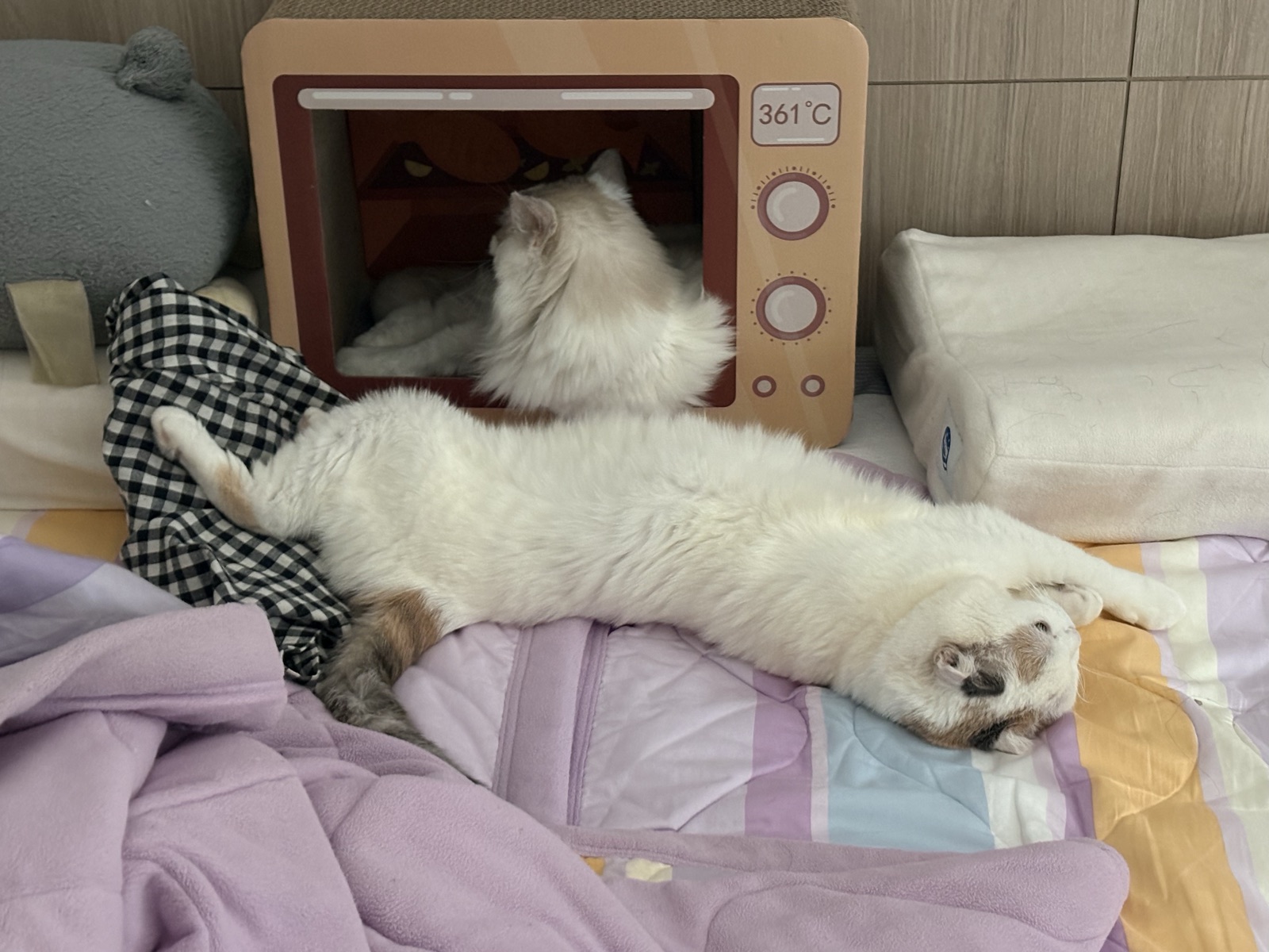 Fox 和同伴一起躺在墊子上